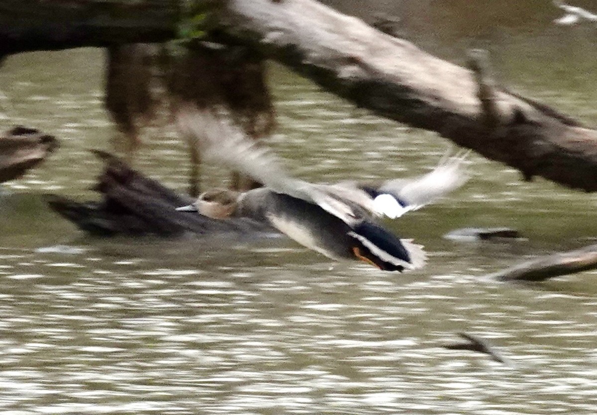 Gadwall - ML644014644