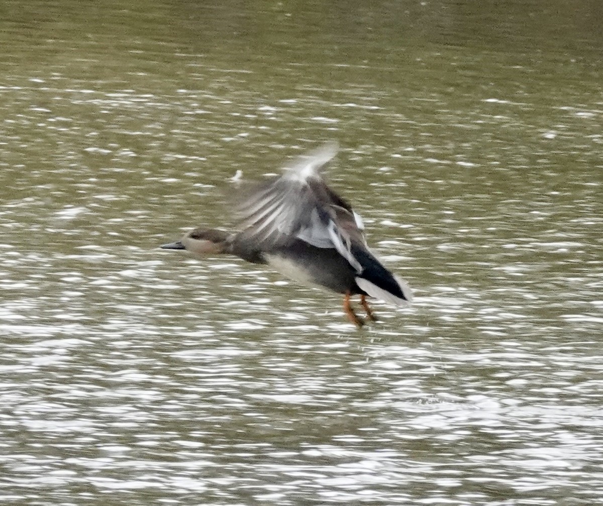 Gadwall - ML644014645