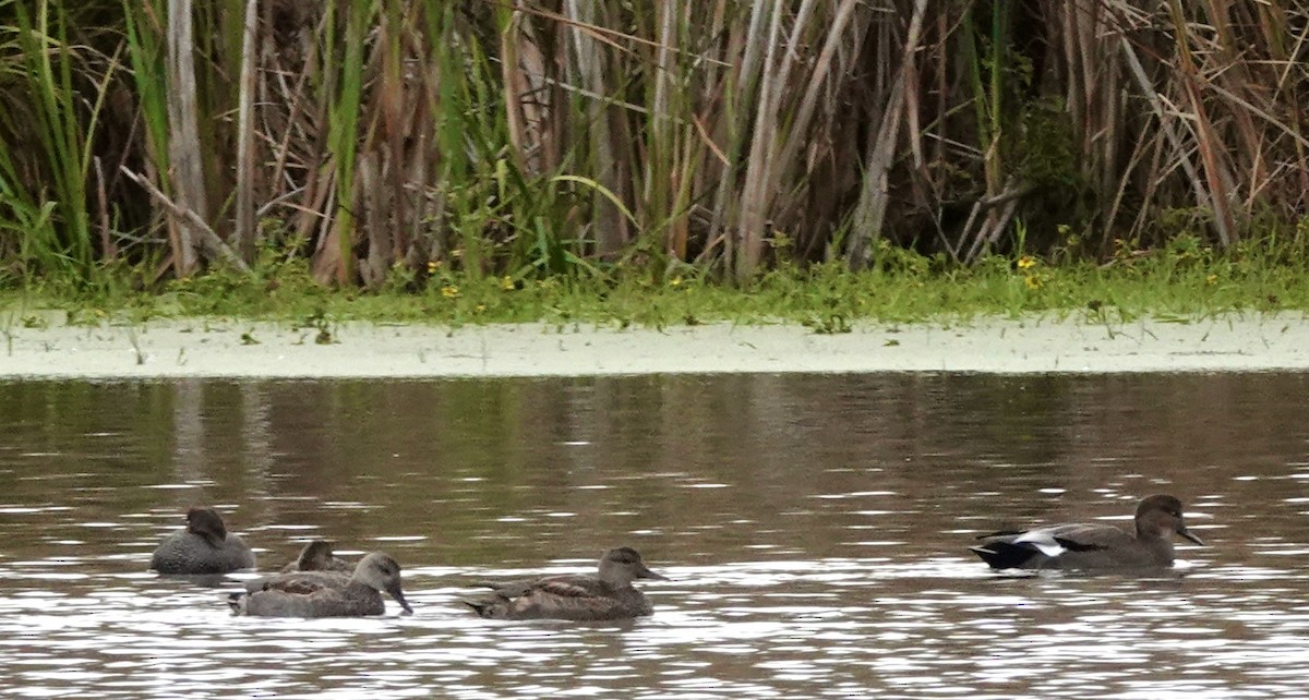 Gadwall - ML644014646