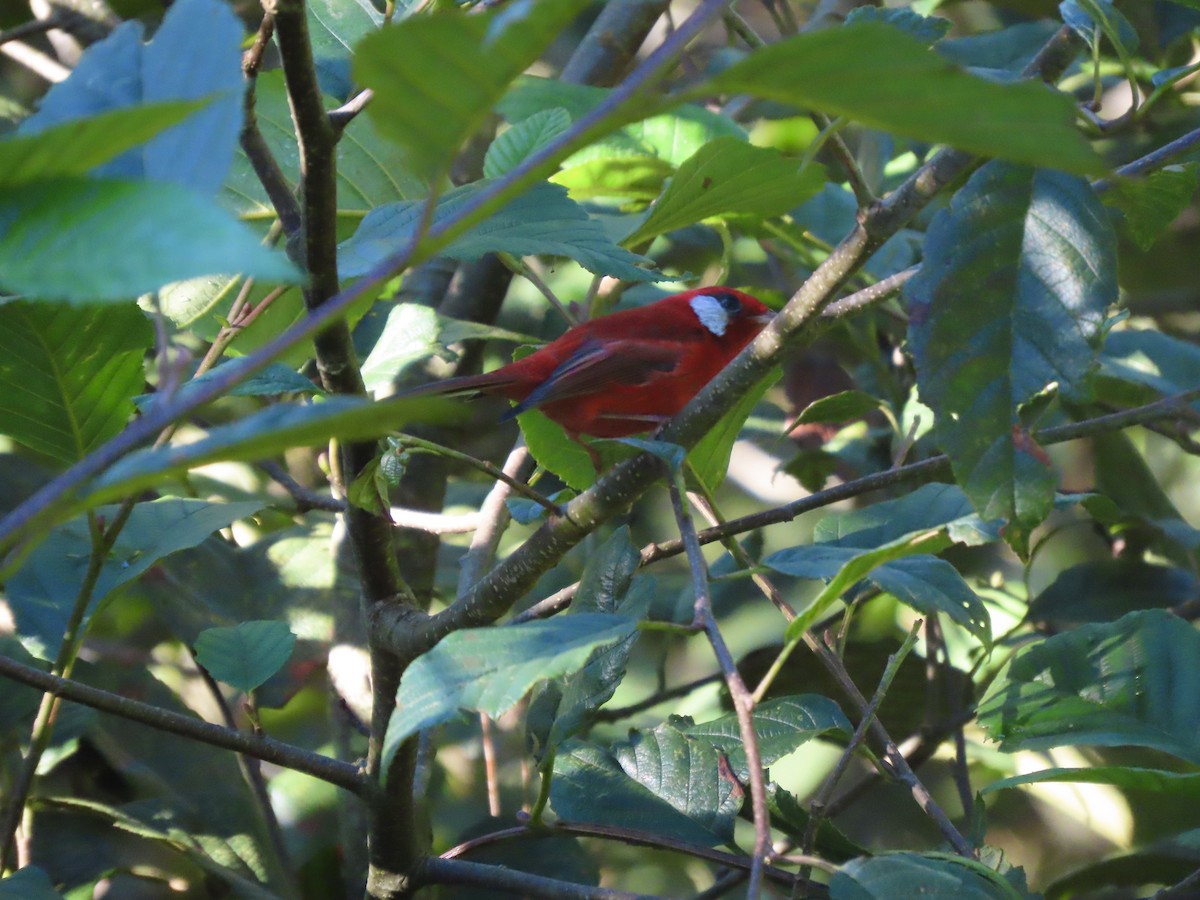 Red Warbler (White-cheeked) - ML644014648