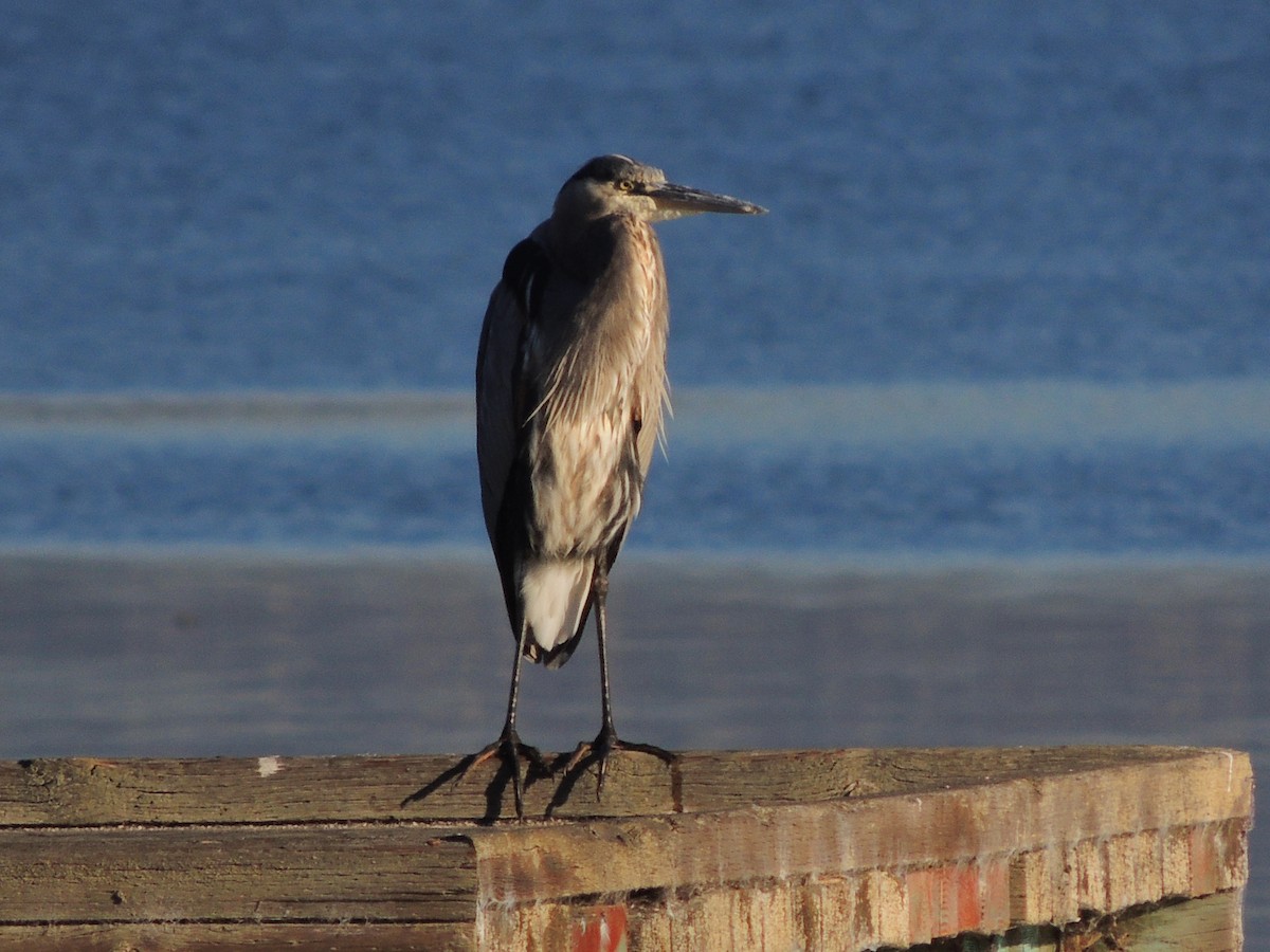 volavka velká - ML644014651