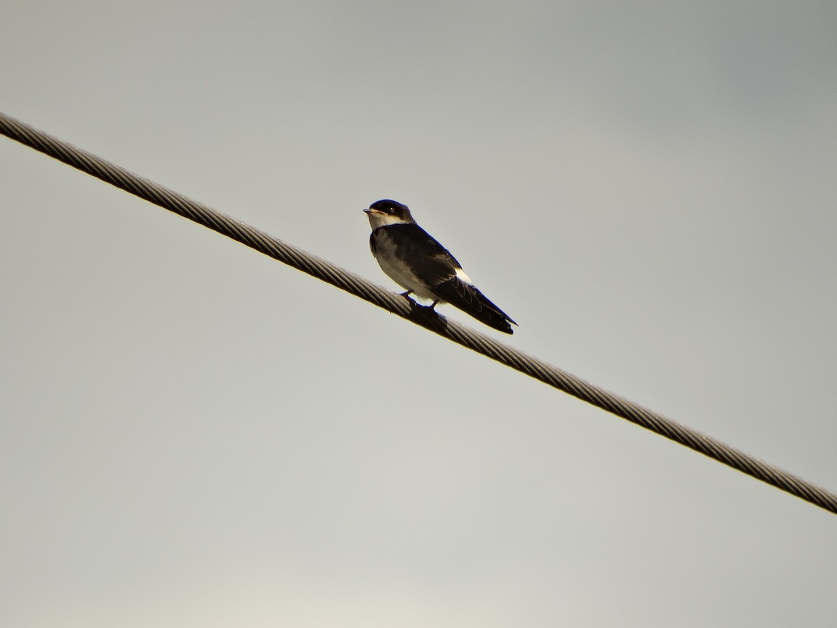 Chilean Swallow - ML644014661