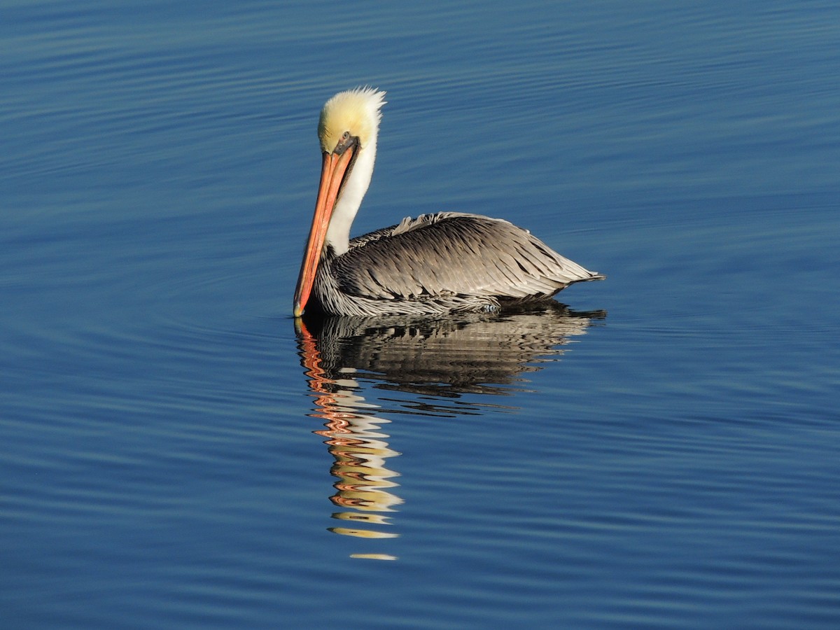 pelikán hnědý - ML644014667