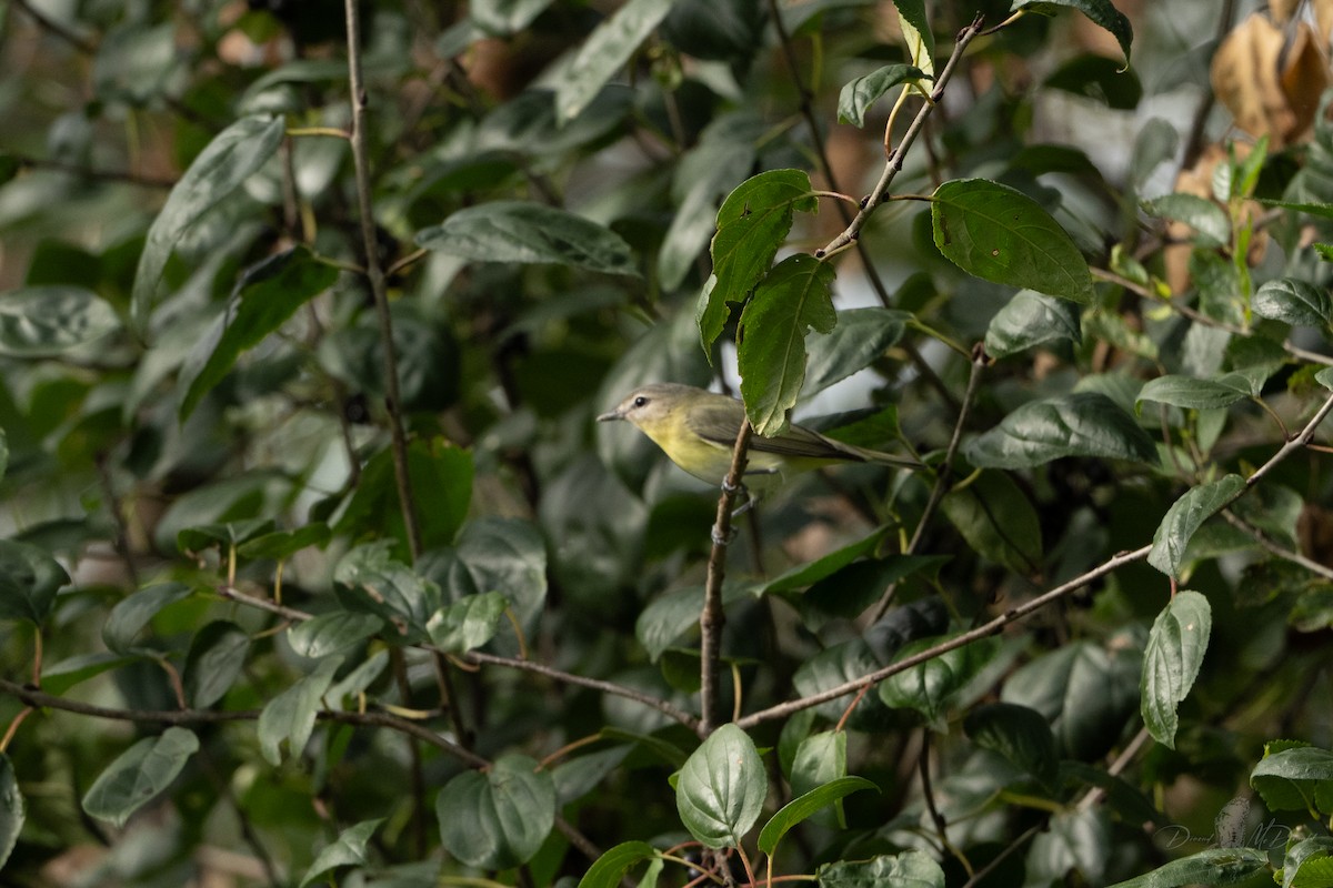 Philadelphia Vireo - ML644014676