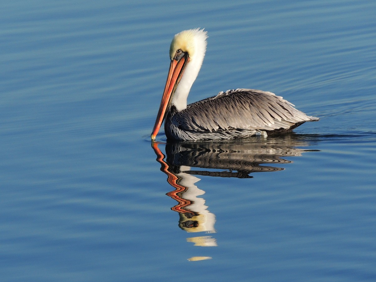pelikán hnědý - ML644014678