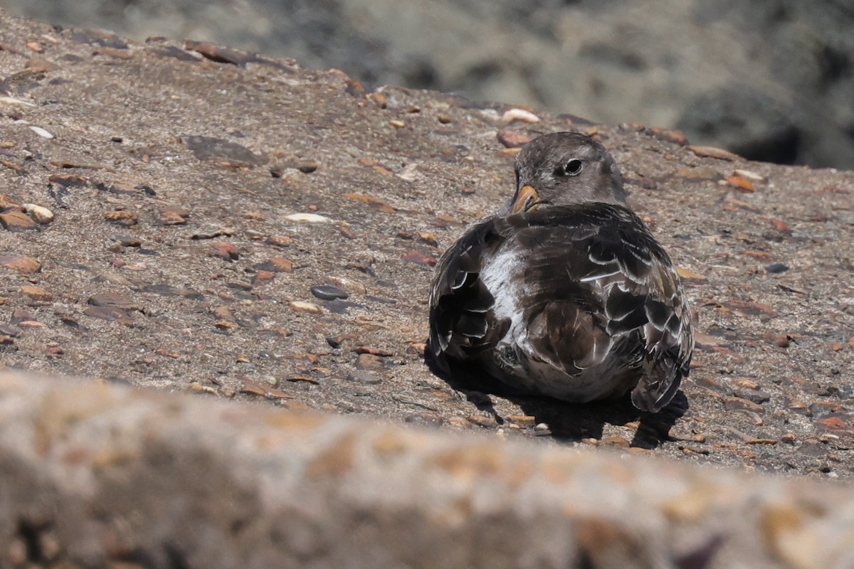 Purple Sandpiper - ML644014719