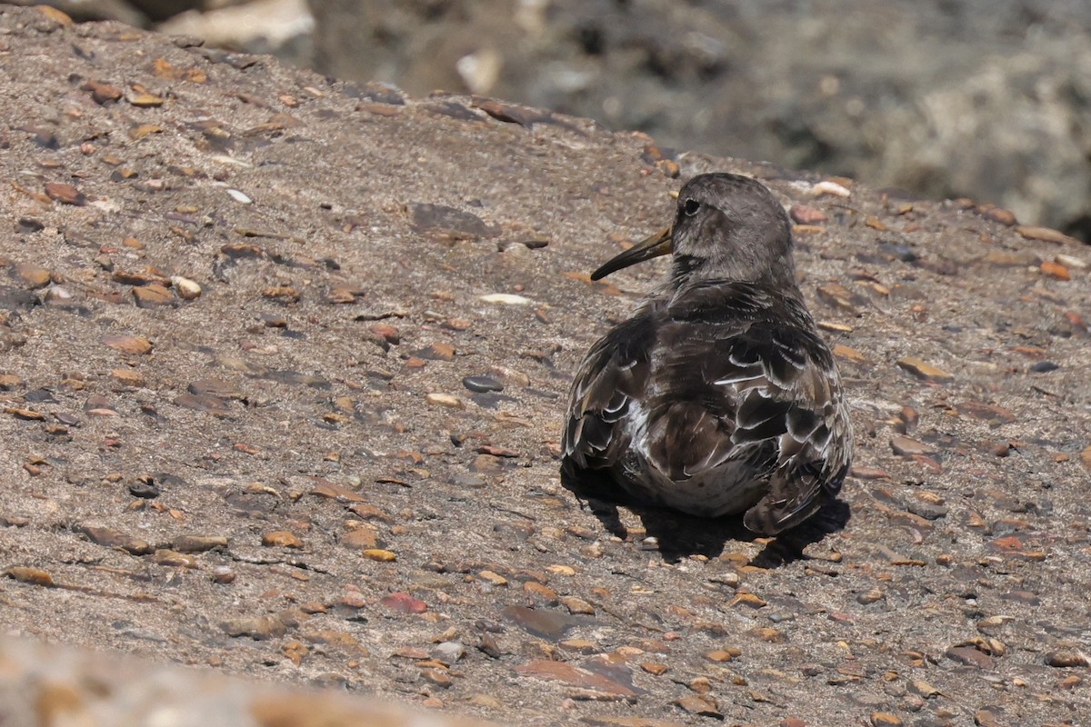 Purple Sandpiper - ML644014724