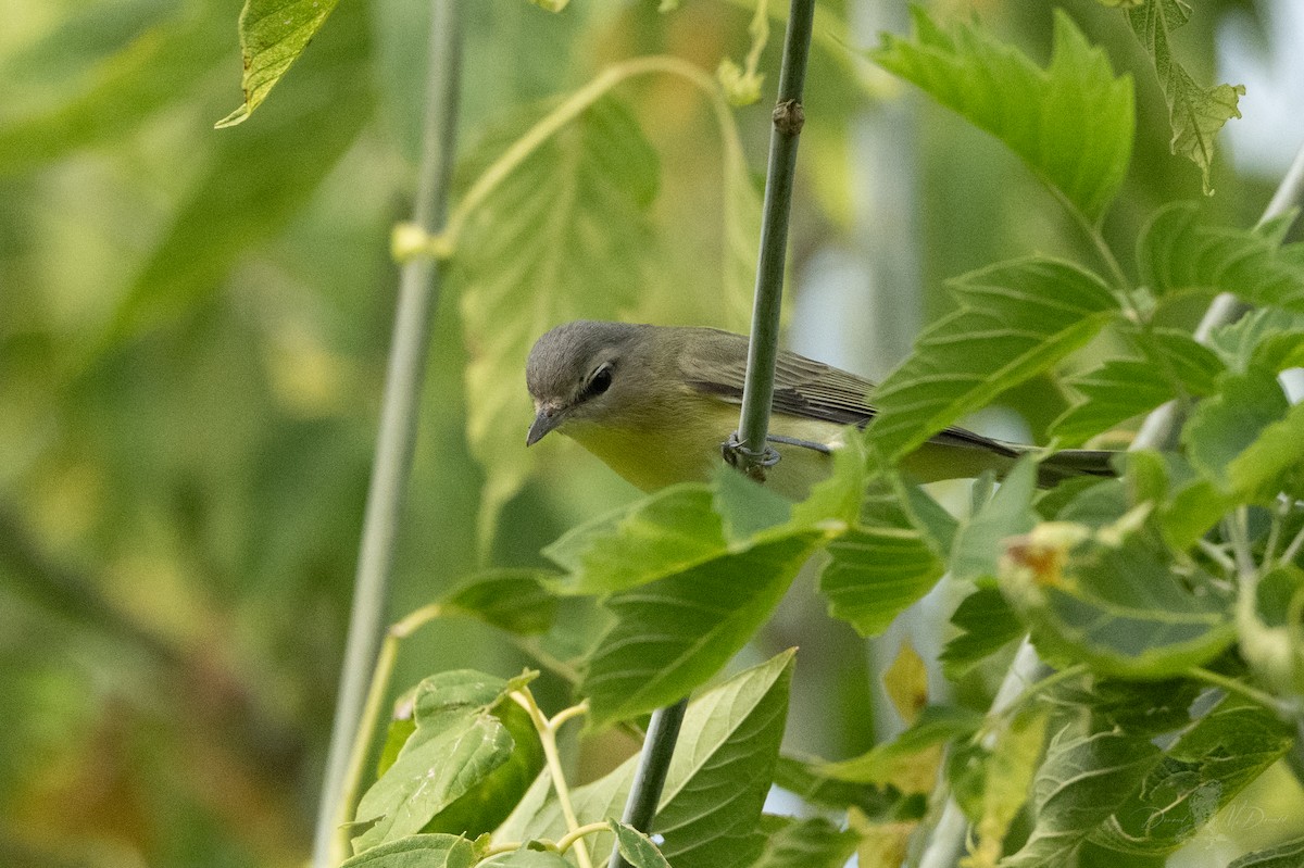 Philadelphia Vireo - ML644014730