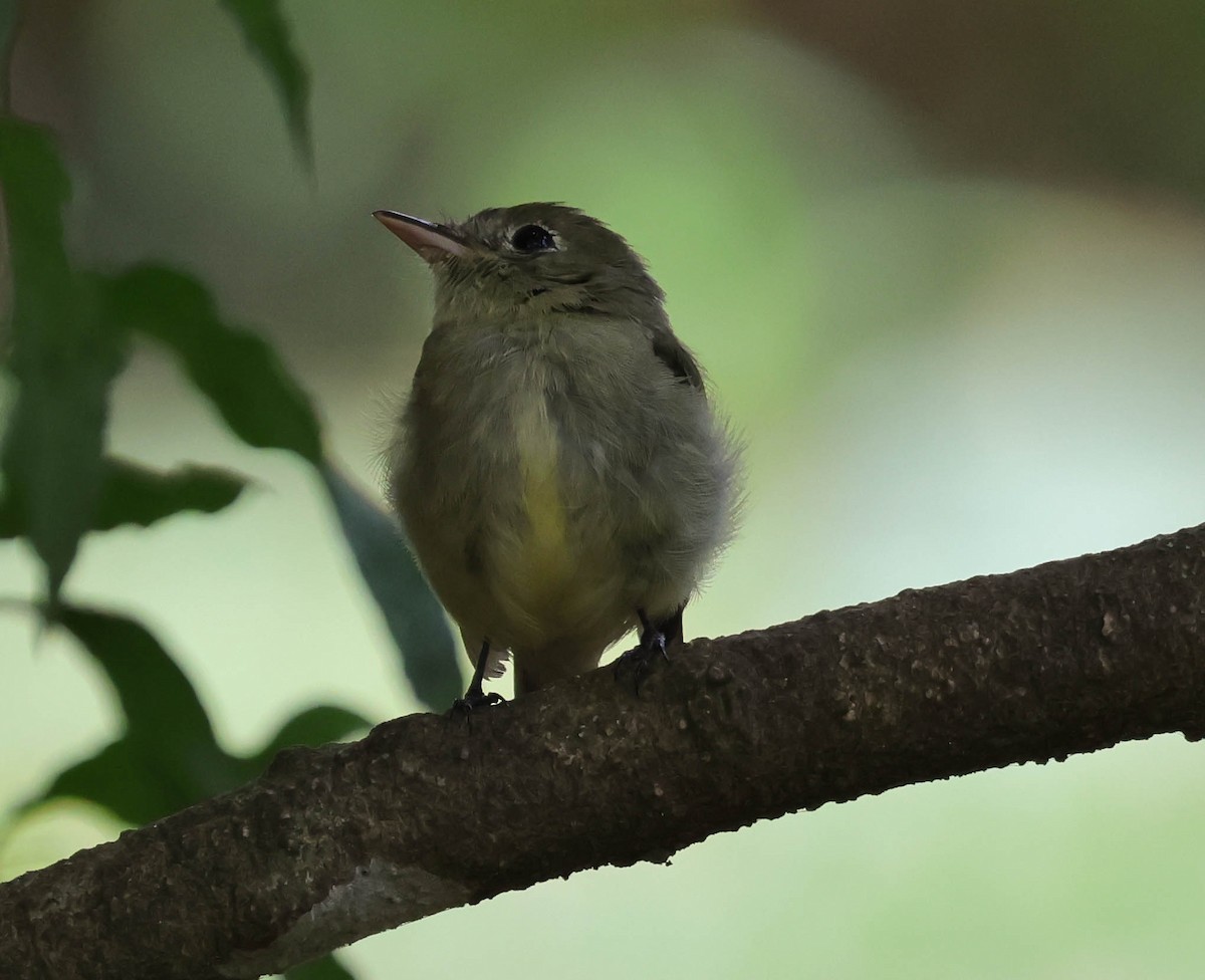 Yellow-bellied Flycatcher - ML644014745