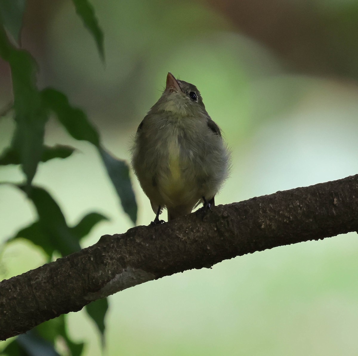 Yellow-bellied Flycatcher - ML644014746