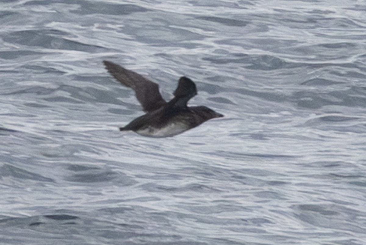 Macareux rhinocéros - ML644014753