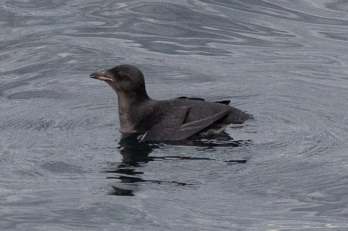 Macareux rhinocéros - ML644014754