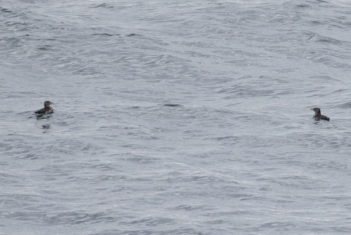 Macareux rhinocéros - ML644014755