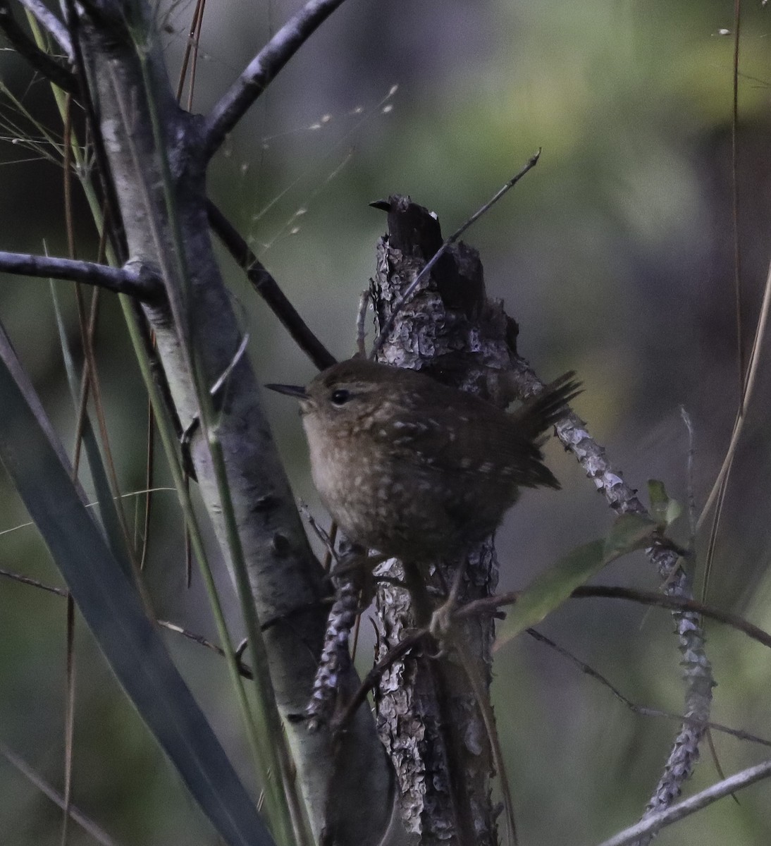 Winter Wren - ML644014762