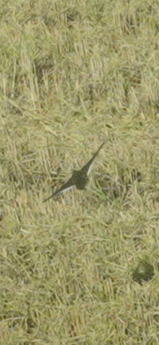 Погонич-пігмей жовтий - ML644014765