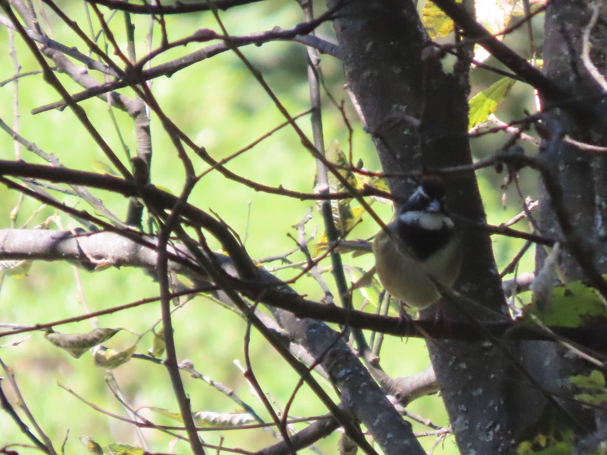 Collared Towhee - ML644014828