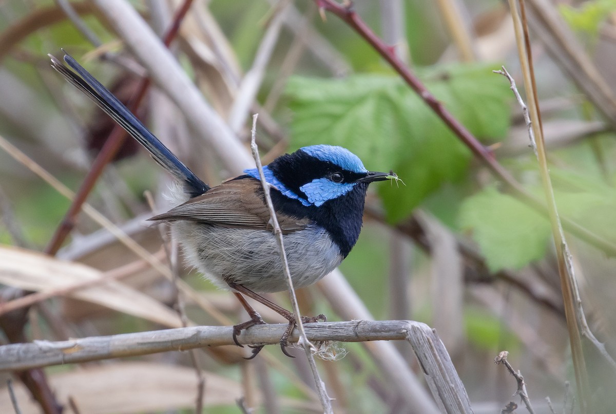 Superb Fairywren - ML644014833