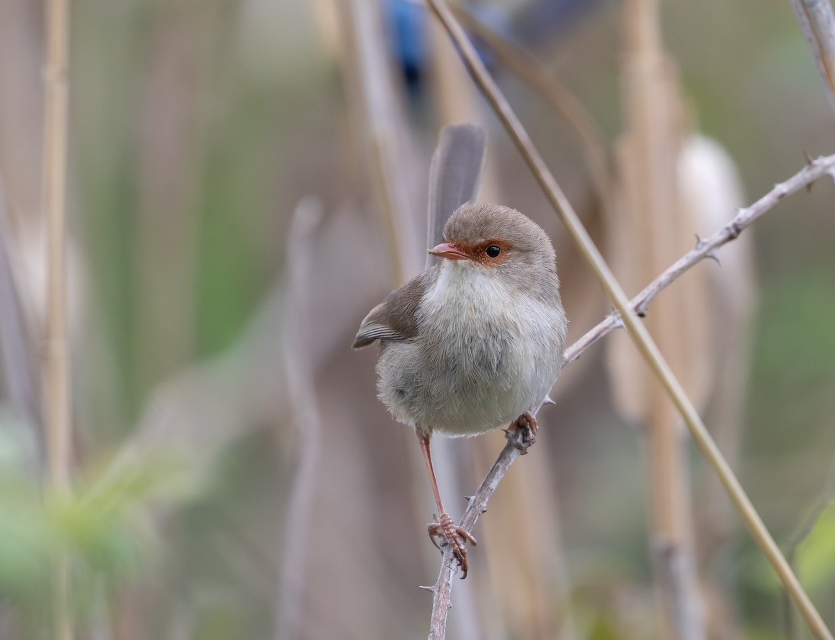 Superb Fairywren - ML644014834