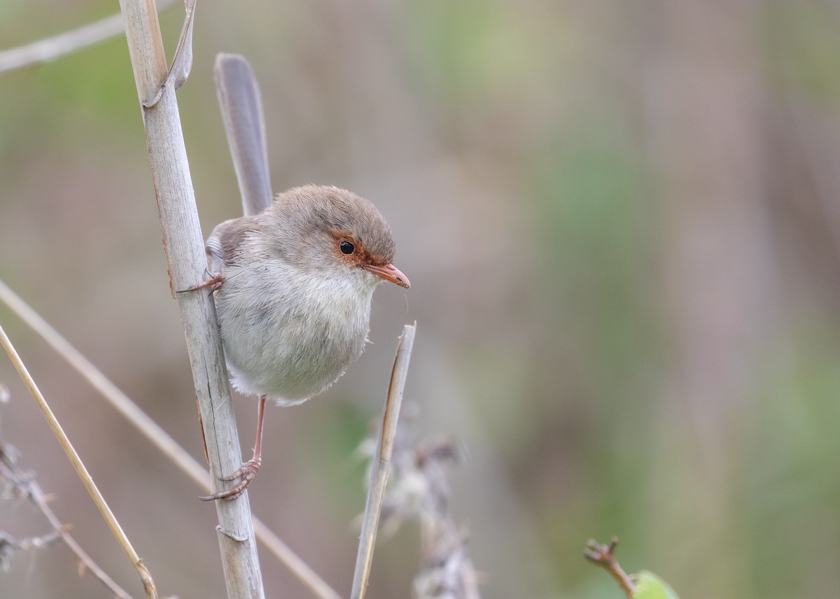 Superb Fairywren - ML644014835