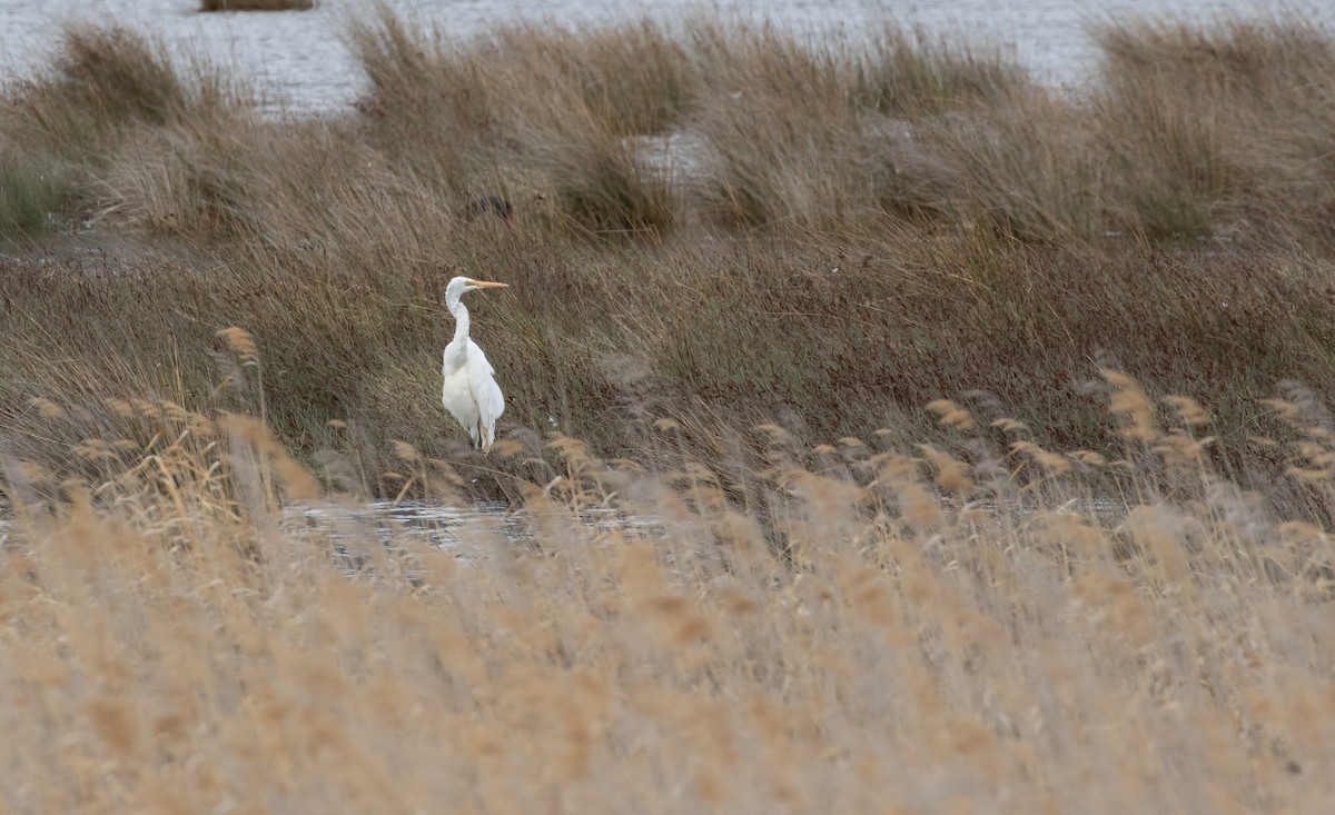 Great Egret (modesta) - ML644014836