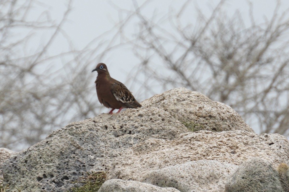Galapagos Dove - ML644014842