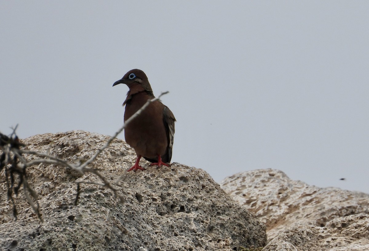Galapagos Dove - ML644014843