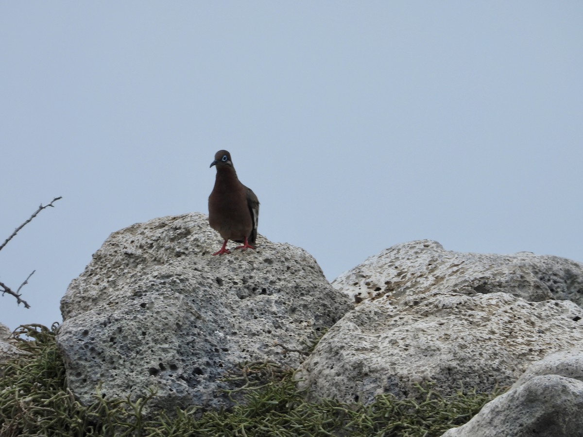 Galapagos Dove - ML644014844