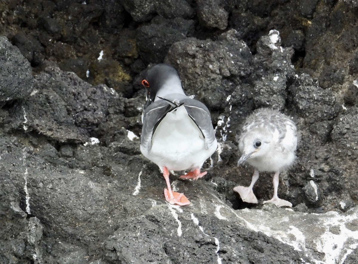 Swallow-tailed Gull - ML644014852