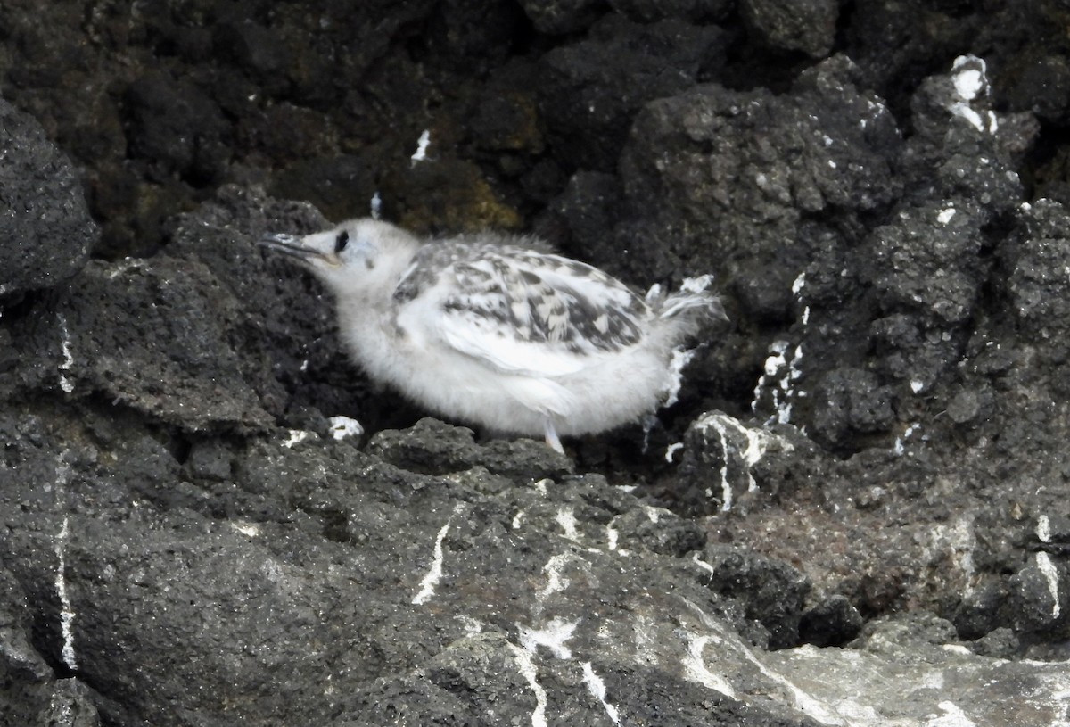 Swallow-tailed Gull - ML644014853
