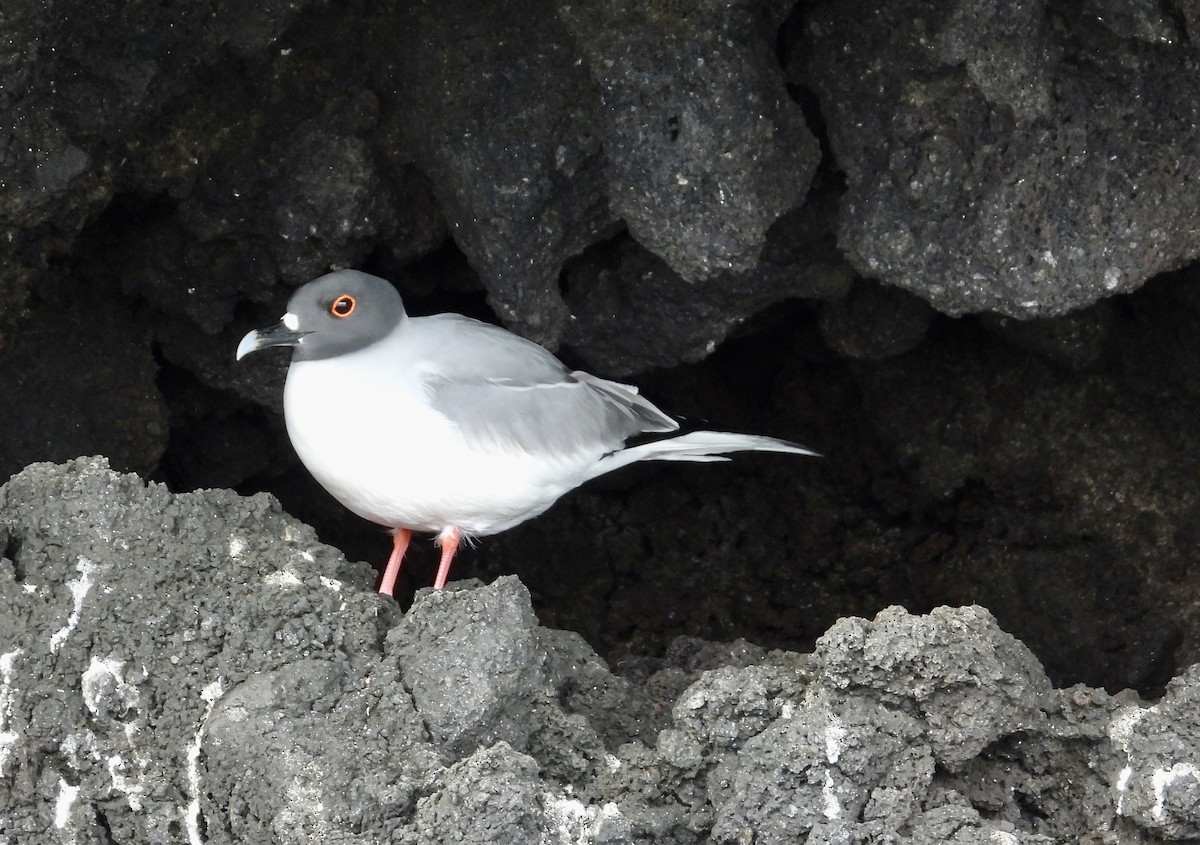 Swallow-tailed Gull - ML644014854