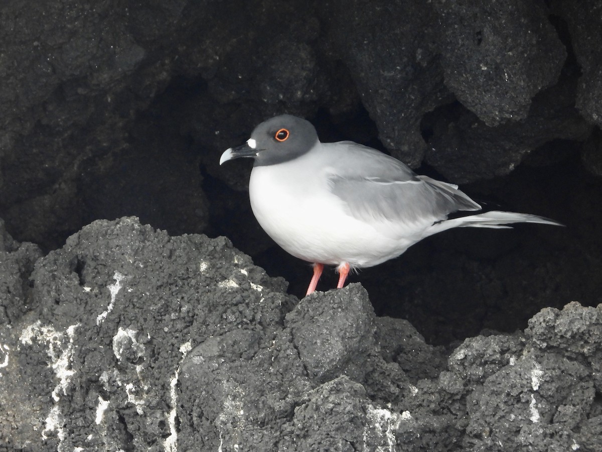 Swallow-tailed Gull - ML644014855