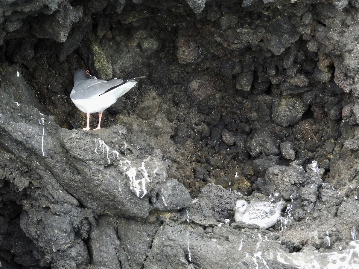 Swallow-tailed Gull - ML644014856