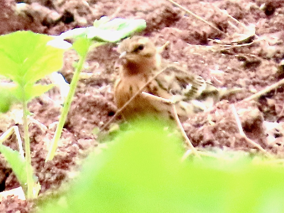 赤喉鷚 - ML644014866
