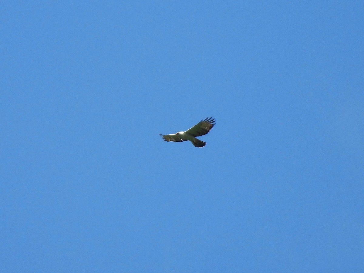 Black-and-white Hawk-Eagle - ML644014872