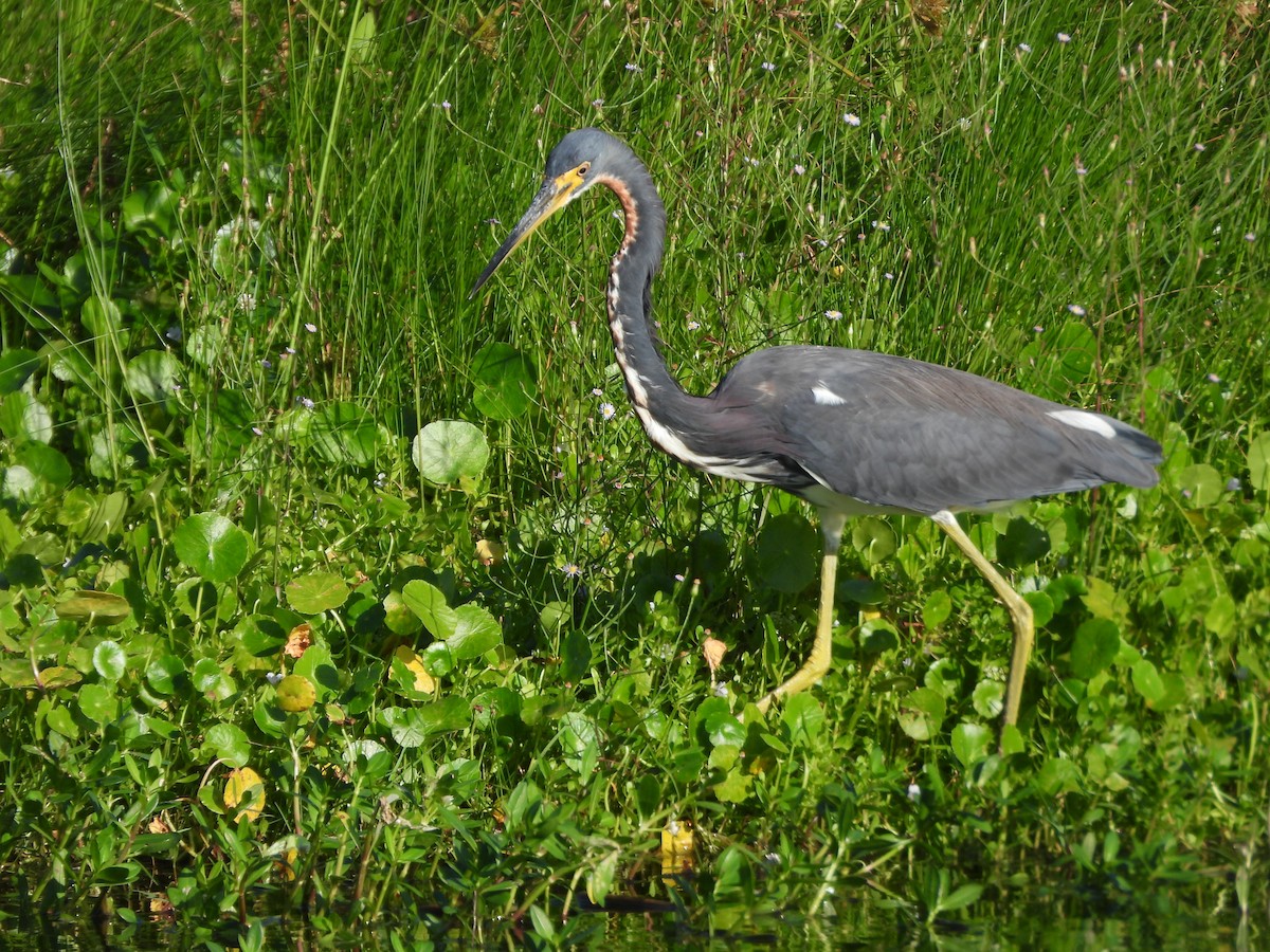 Tricolored Heron - ML644014874