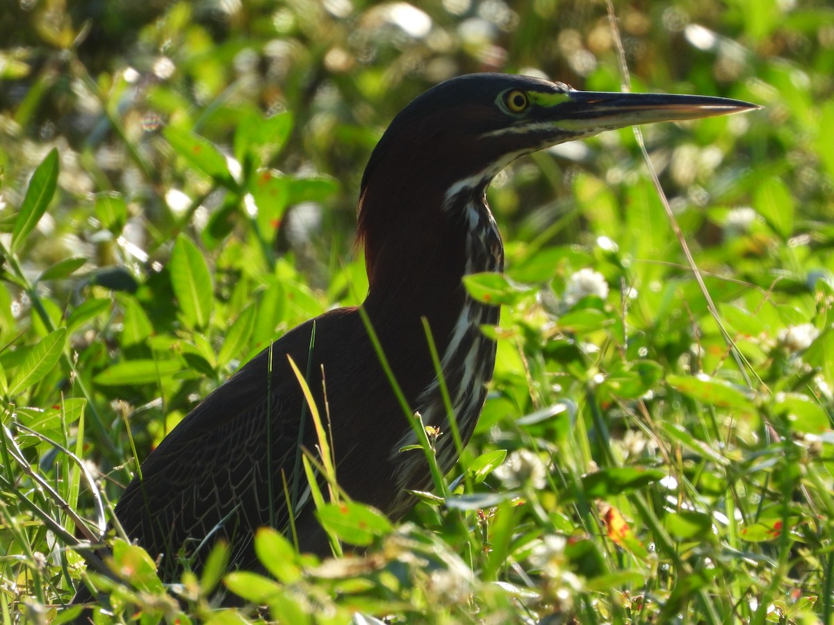 Green Heron - ML644014877