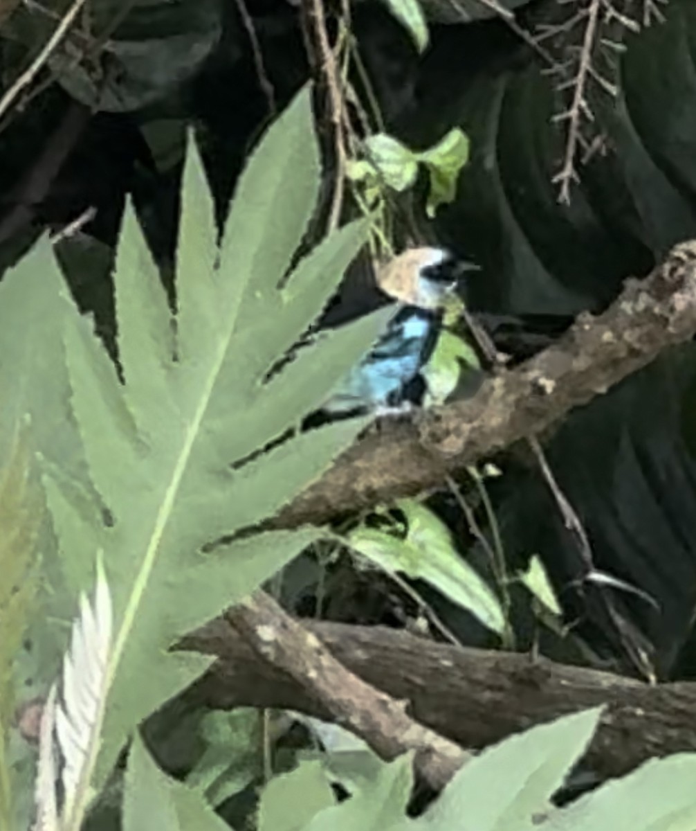 Golden-hooded Tanager - ML644014879