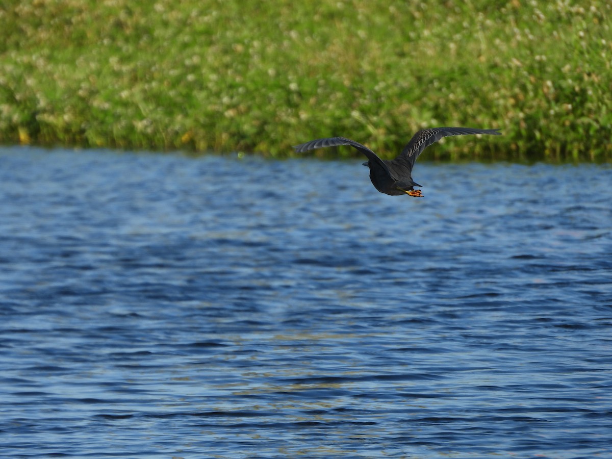 Green Heron - ML644014881