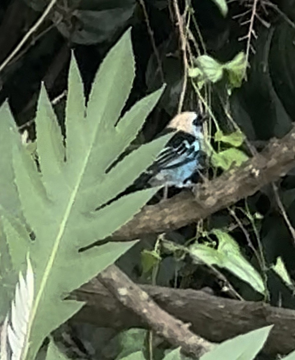 Golden-hooded Tanager - ML644014882