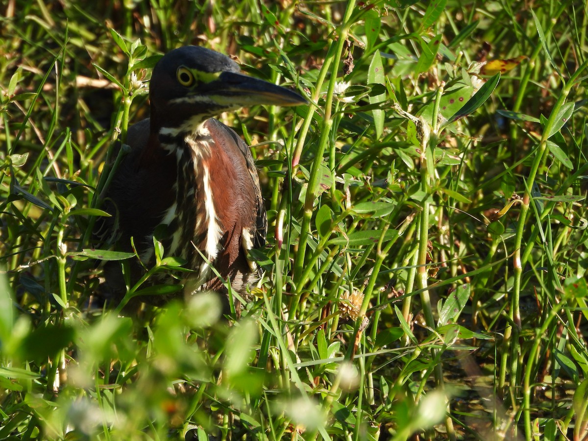 Green Heron - ML644014888