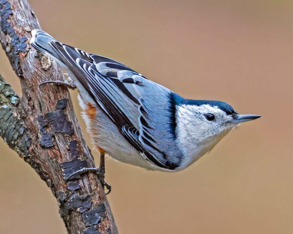 White-breasted Nuthatch - ML644014890