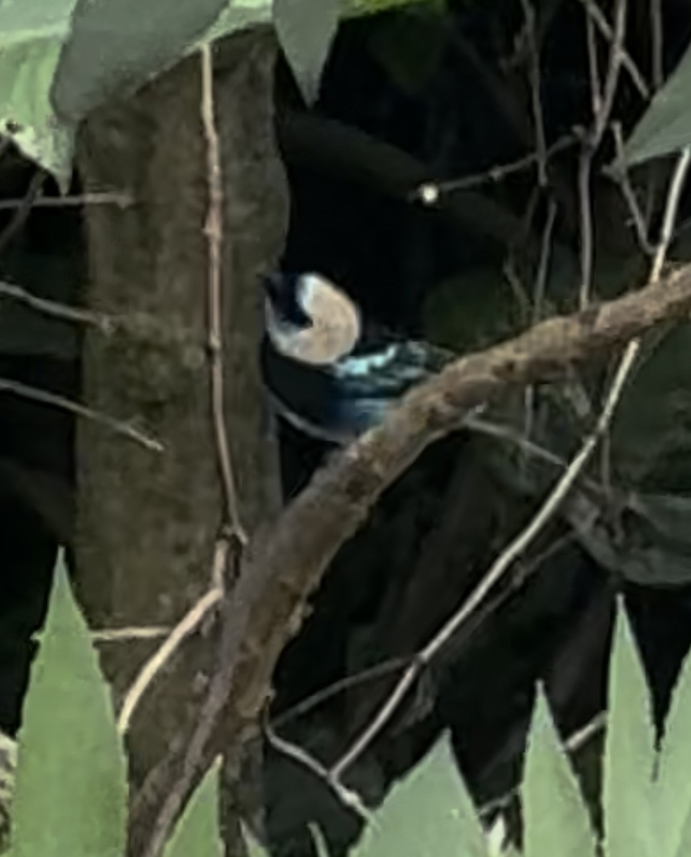 Golden-hooded Tanager - ML644014891