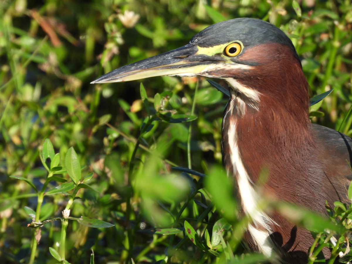 Green Heron - ML644014892