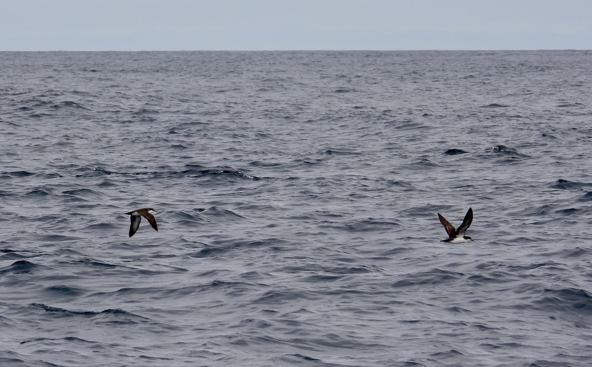 Puffin des Galapagos - ML644014893