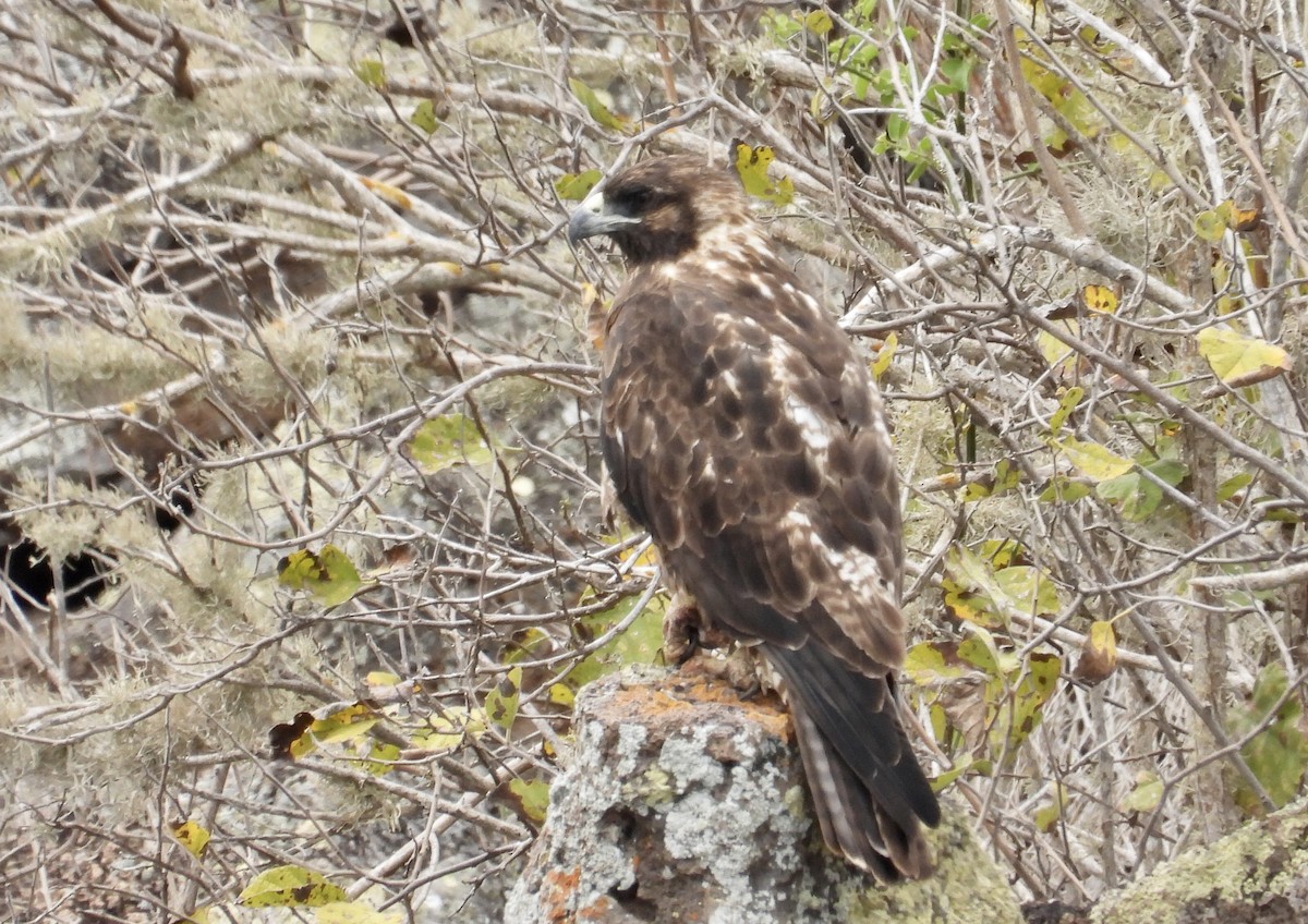 galapagosvåk - ML644014930