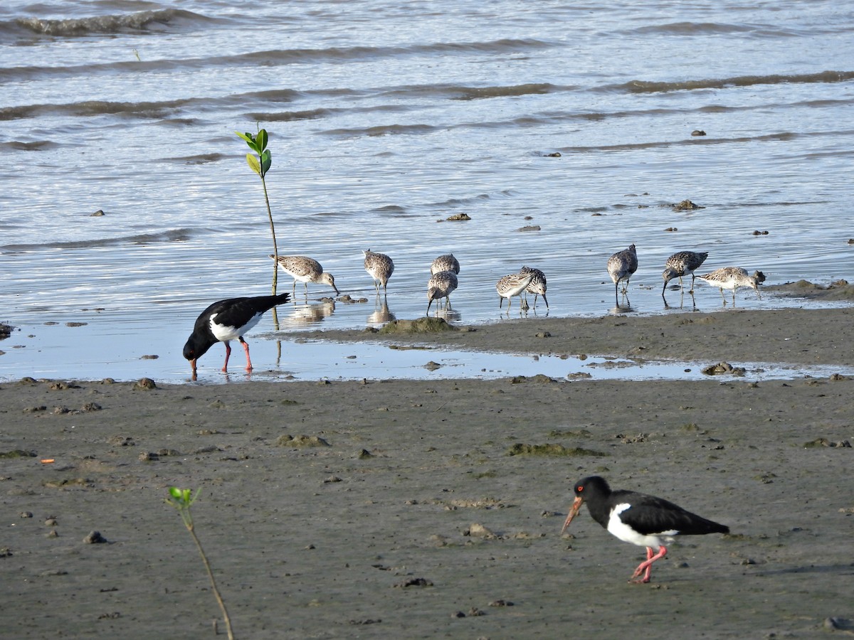 Great Knot - ML644015012