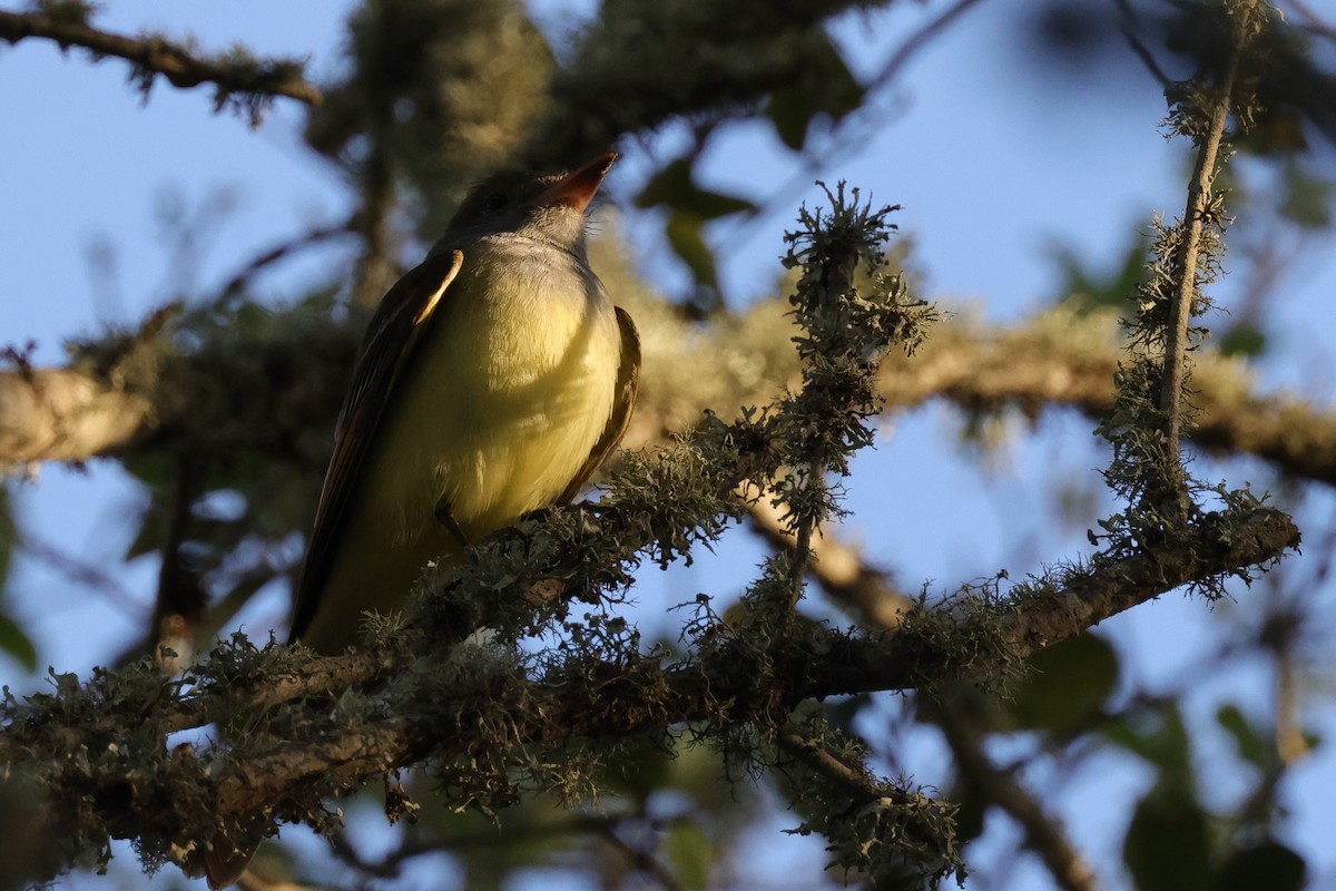Great Crested Flycatcher - ML644015050