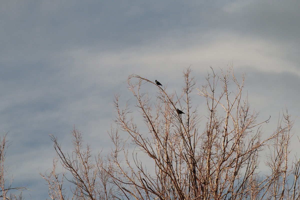 European Starling - ML644015053
