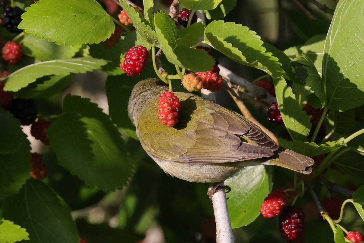 Tennessee Warbler - ML644015056