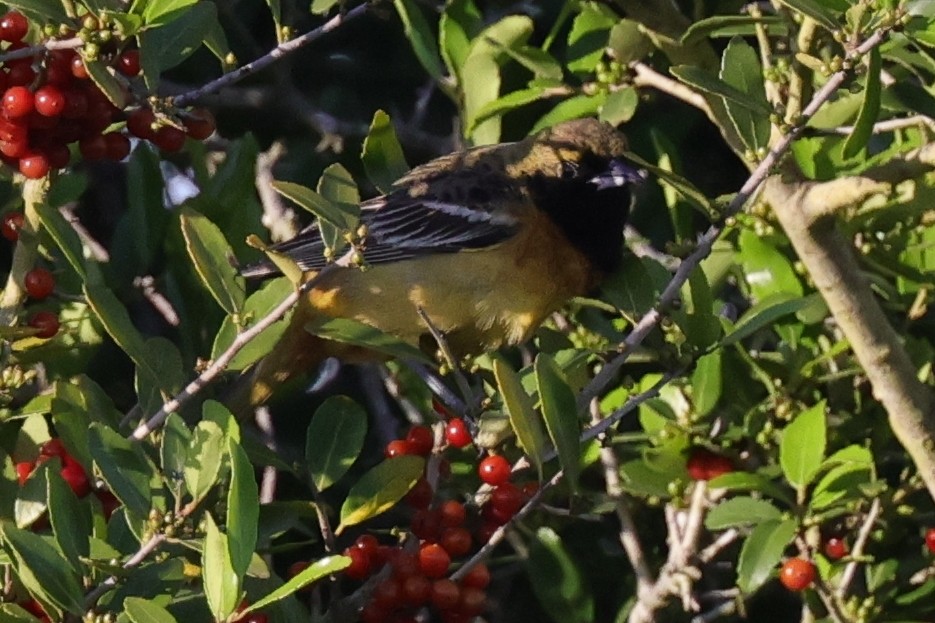 Orchard Oriole - ML644015067